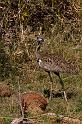 152 Okavango Delta, zwartbuiktrap